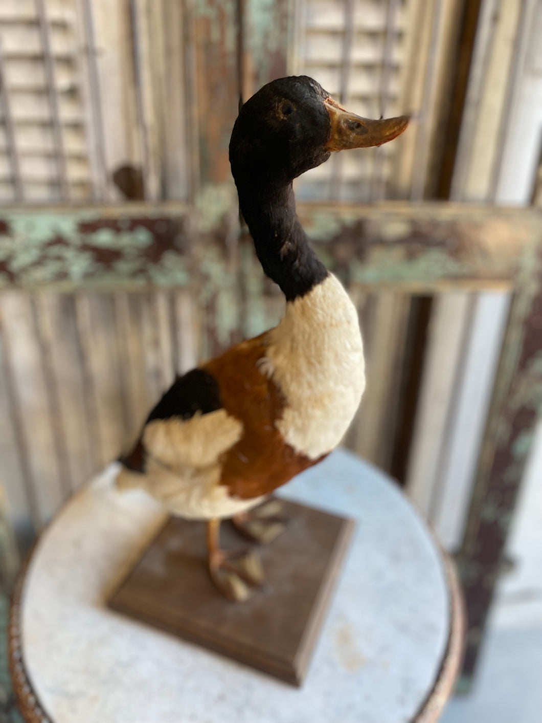 Taxidermy duck from France