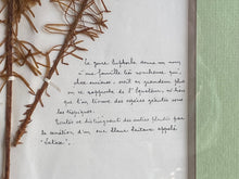 Load image into Gallery viewer, Beautiful pair of French museum stamped botanicals with info certificate pamphlet
