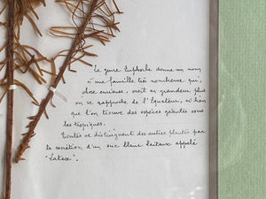 Beautiful pair of French museum stamped botanicals with info certificate pamphlet