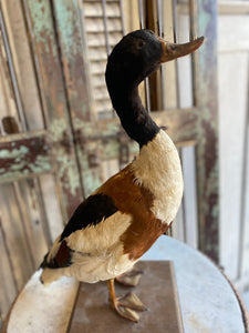 Taxidermy duck from France