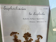 Load image into Gallery viewer, Beautiful pair of French museum stamped botanicals with info certificate pamphlet
