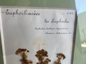 Beautiful pair of French museum stamped botanicals with info certificate pamphlet