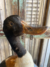 Load image into Gallery viewer, Taxidermy duck from France
